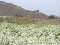 SANY0003.JPG