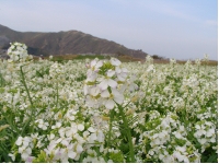 SANY0004 2.JPG