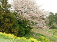 sakura.JPG