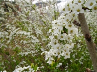 sakura2.JPG