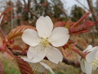 sakura3.JPG