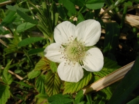 SANY0013.JPG