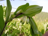 SANY0048.JPG