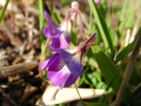 SANY0065.JPG