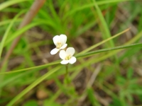 SANY0146.JPG