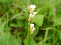 SANY0147.JPG