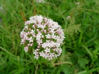 SANY0153.JPG