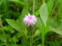SANY0160.JPG