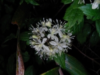 SANY0037.JPG