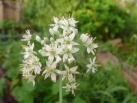 SANY0019.JPG